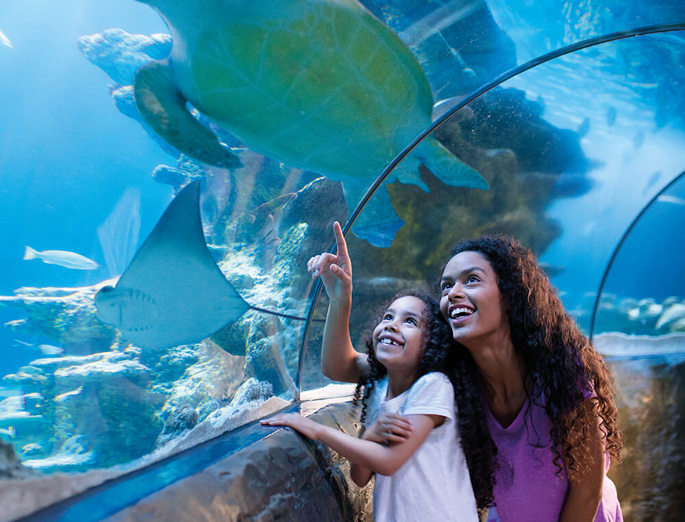South Western Railway, Brand Awareness Campaign for Journey Starts here at Sea Life Centre London
